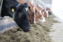 manger-vaches-laitiers