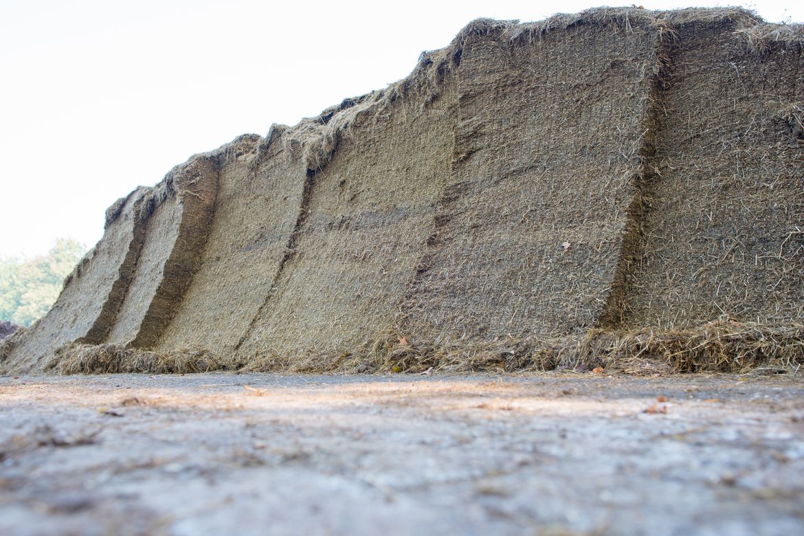Le-distributrice-autochargeuse-coupera-un-grand-bloc-d'ensilage-et-donnera-un-mur-d'ensilage-dense.